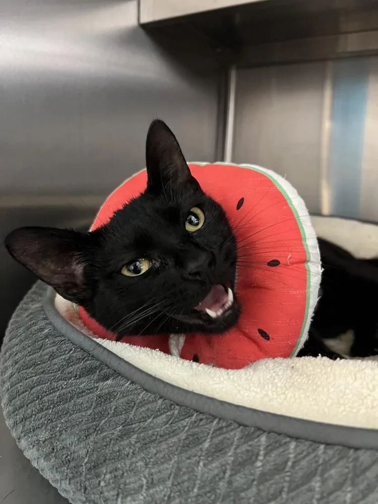 A young medium-sized female Black Domestic Short Hair cat named Maureen for adoption in Oakdale, CA