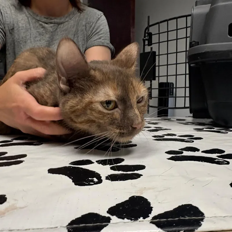 An adult small-sized female Torbie Domestic Short Hair cat named Twig for adoption in St. Paul, MN