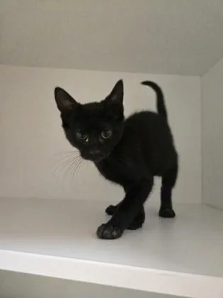 A baby small-sized female Domestic Short Hair cat named Meowna Lisa for adoption in Savannah, GA