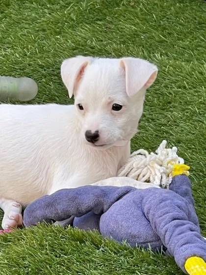 Def Leppard thumbnail 2