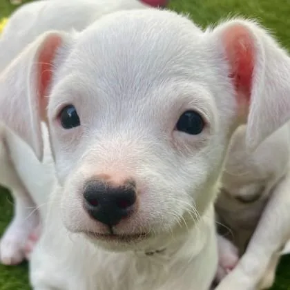 Def Leppard thumbnail 3