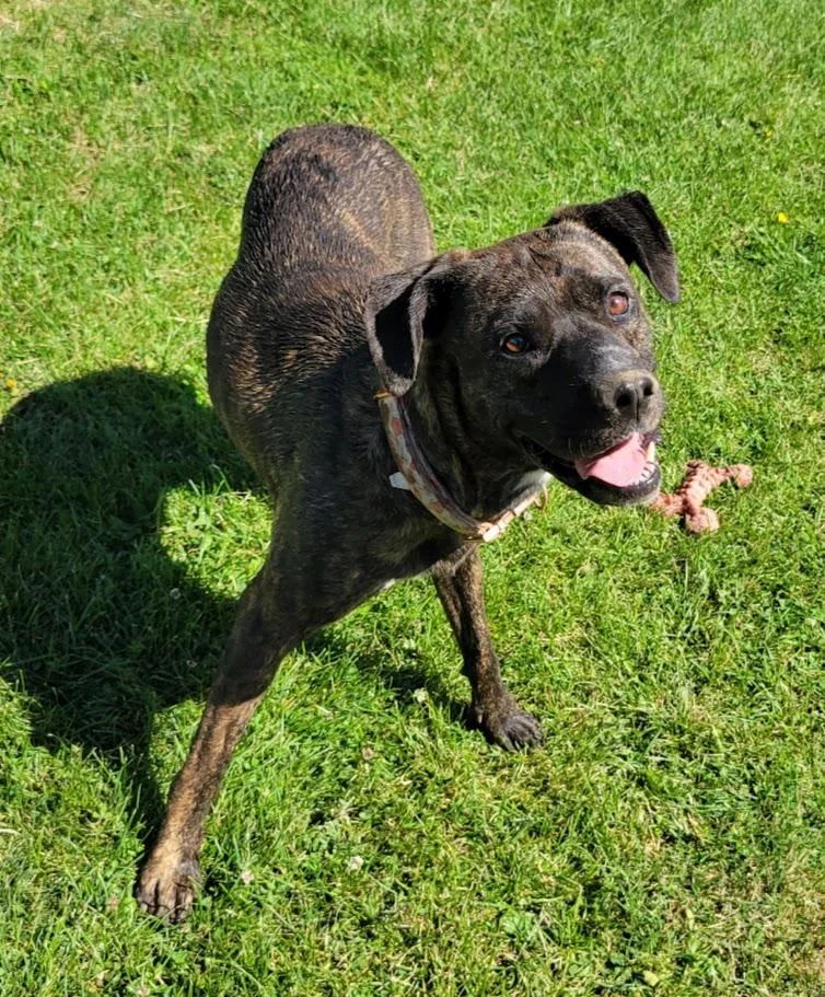 An adult large-sized female Brindle Tennessee Treeing Brindle dog named Rogue for adoption in Lisbon, OH
