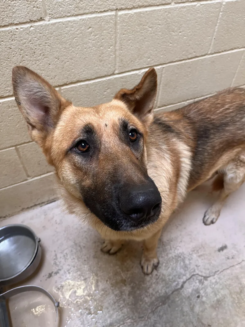 An adult large-sized male Sable German Shepherd Dog dog named Marsala for adoption in Grass Valley, CA