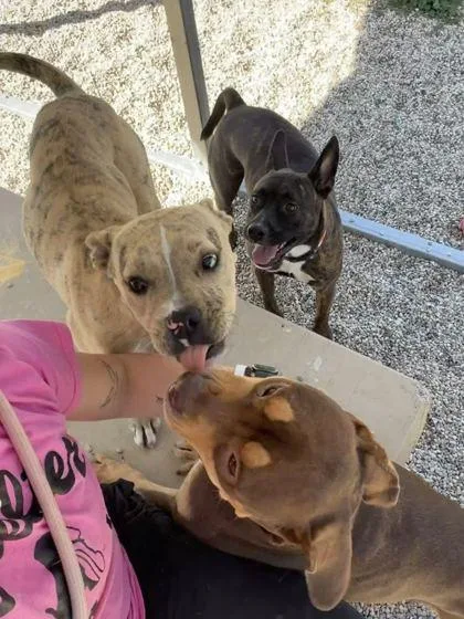 An adult medium-sized female Boxer dog named Freya for adoption in Jefferson, WI