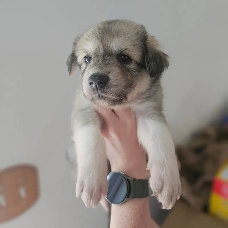 Ziya
