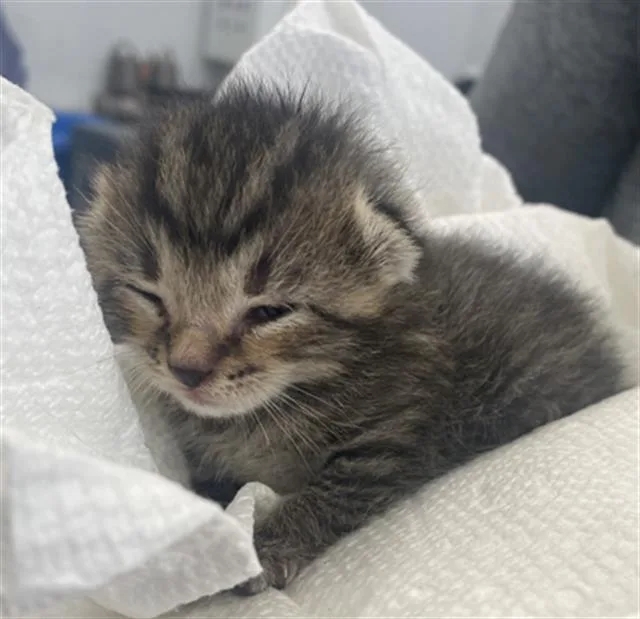 A baby medium-sized female Domestic Short Hair cat named Fitz for adoption in Dallas, TX