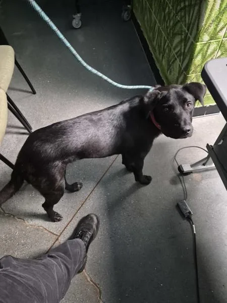 A young large-sized male Labrador Retriever dog named Pen for adoption in Lawrenceville, GA