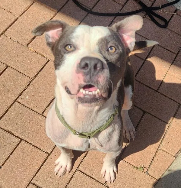 An adult medium-sized male Mixed Breed dog named Winston for adoption in Austin, TX
