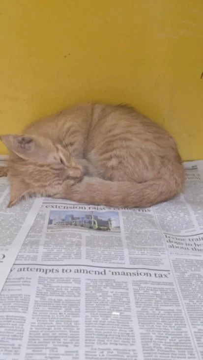 A baby small-sized female Domestic Short Hair cat named Cutie for adoption in Los Angeles, CA