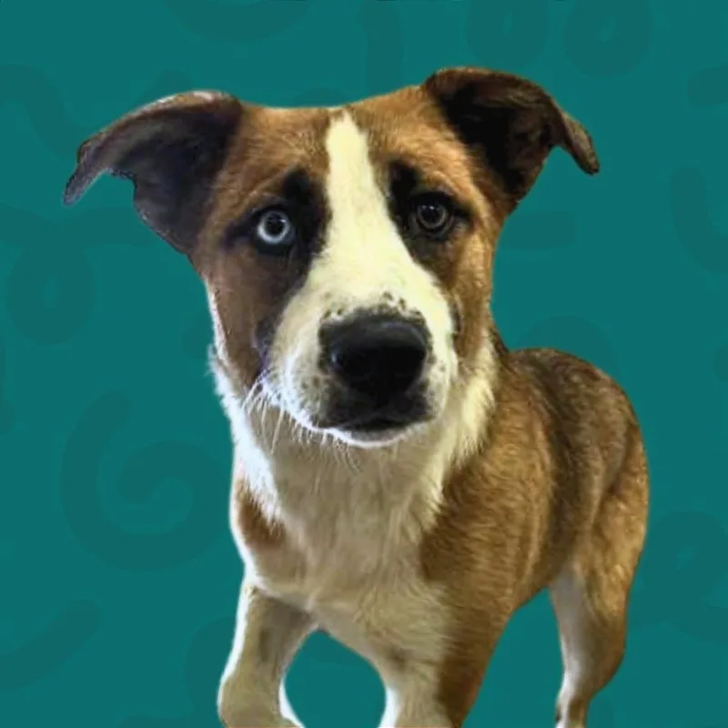 A young medium-sized female Australian Shepherd dog named Shuga for adoption in Reno, NV