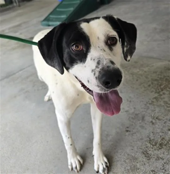A young medium-sized male Treeing Walker Coonhound dog named Yogi for adoption in Lincolnton, NC