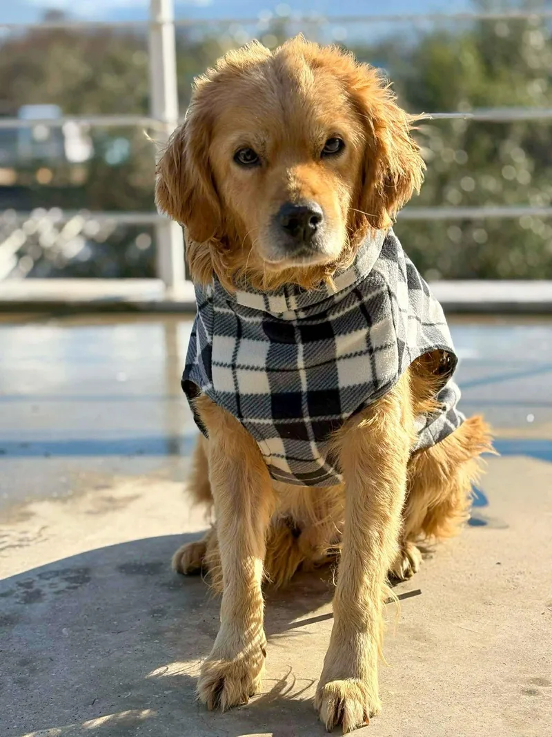Sawyer