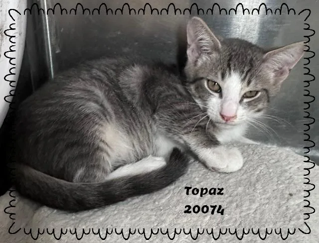 A baby medium-sized male Tabby (Gray / Blue / Silver) Domestic Long Hair cat named Topaz for adoption in Marietta, GA