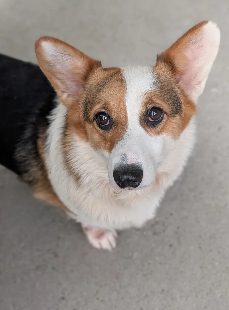 An adult medium-sized female White / Cream Pembroke Welsh Corgi dog named Bonnie for adoption in Baton Rouge, LA