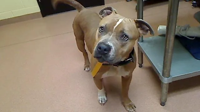 A young large-sized male Pit Bull Terrier dog named Tattletale for adoption in Cookeville, TN