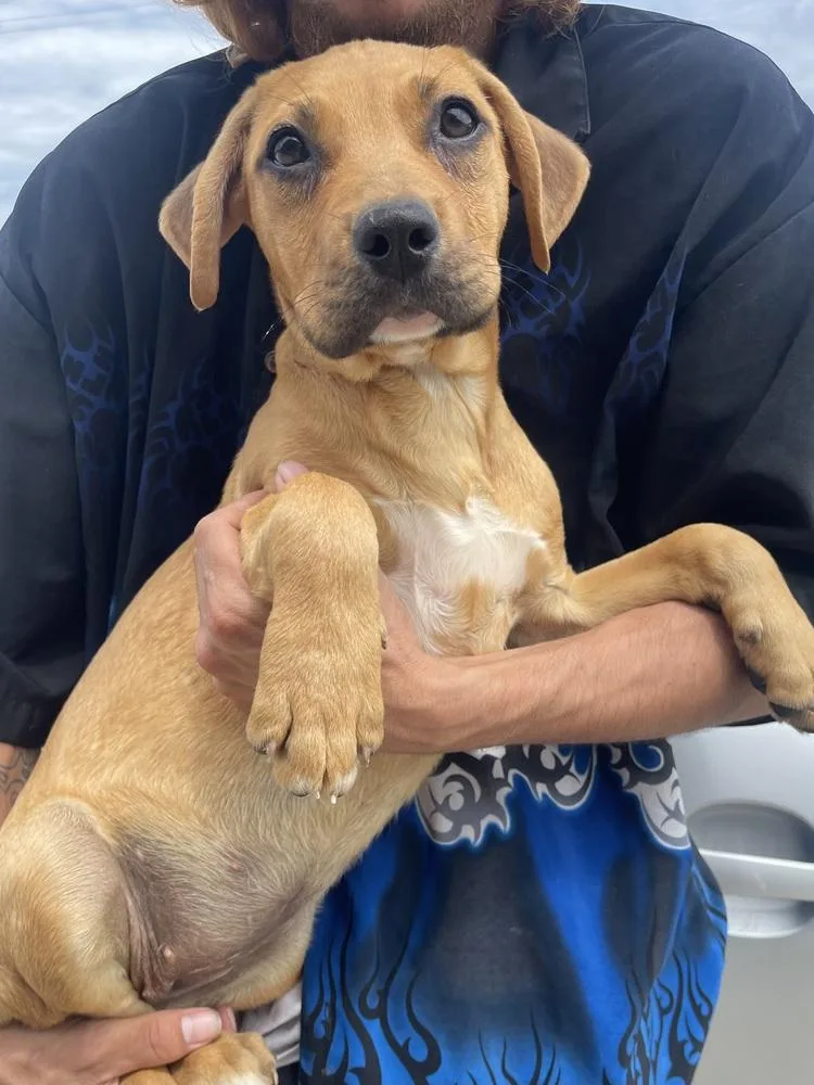 A baby medium-sized female Labrador Retriever dog named Pippa for adoption in Bolivar, MO