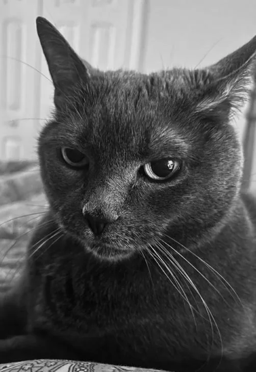 An adult medium-sized female Gray / Blue / Silver Russian Blue cat named Alice for adoption in Philadelphia, PA