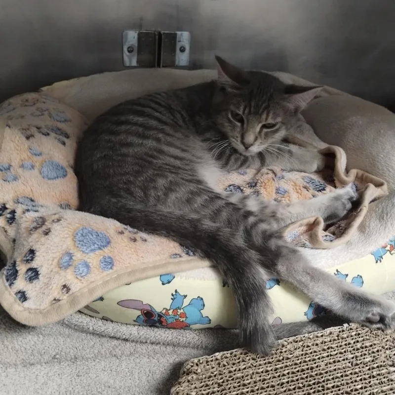 A baby small-sized male Brown / Chocolate Domestic Short Hair cat named Bootsy for adoption in San Jacinto, CA
