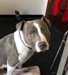 A senior medium-sized female American Staffordshire Terrier dog named Blayne Georgie for adoption in Roswell, GA