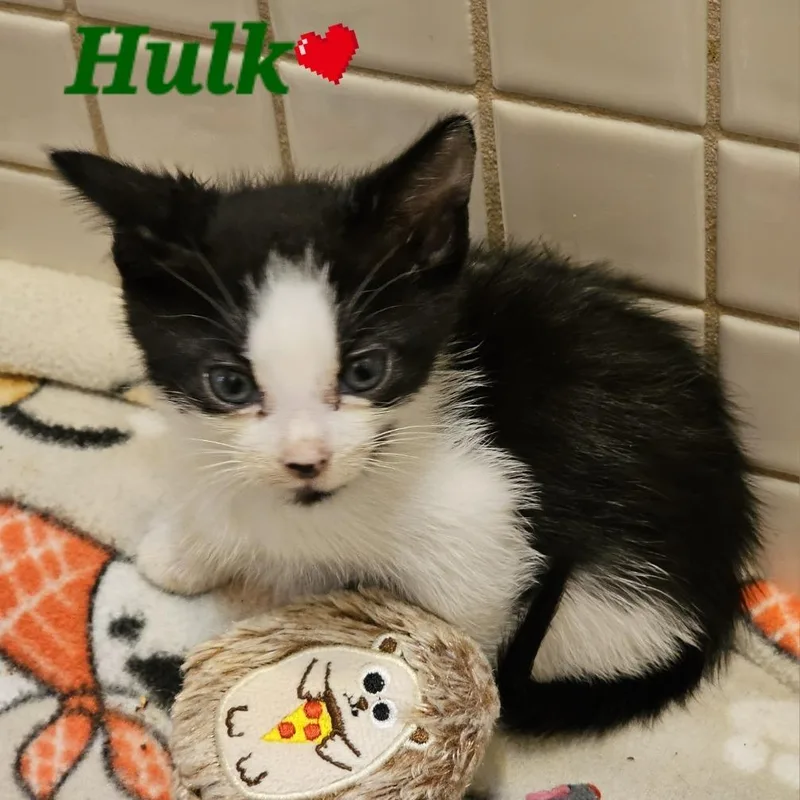 A baby small-sized male Black Domestic Short Hair cat named Hulk for adoption in Westminster, CA