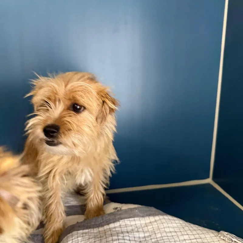 An adult small-sized female Yellow / Tan / Blond / Fawn Terrier dog named Duplikate for adoption in Yuma, AZ