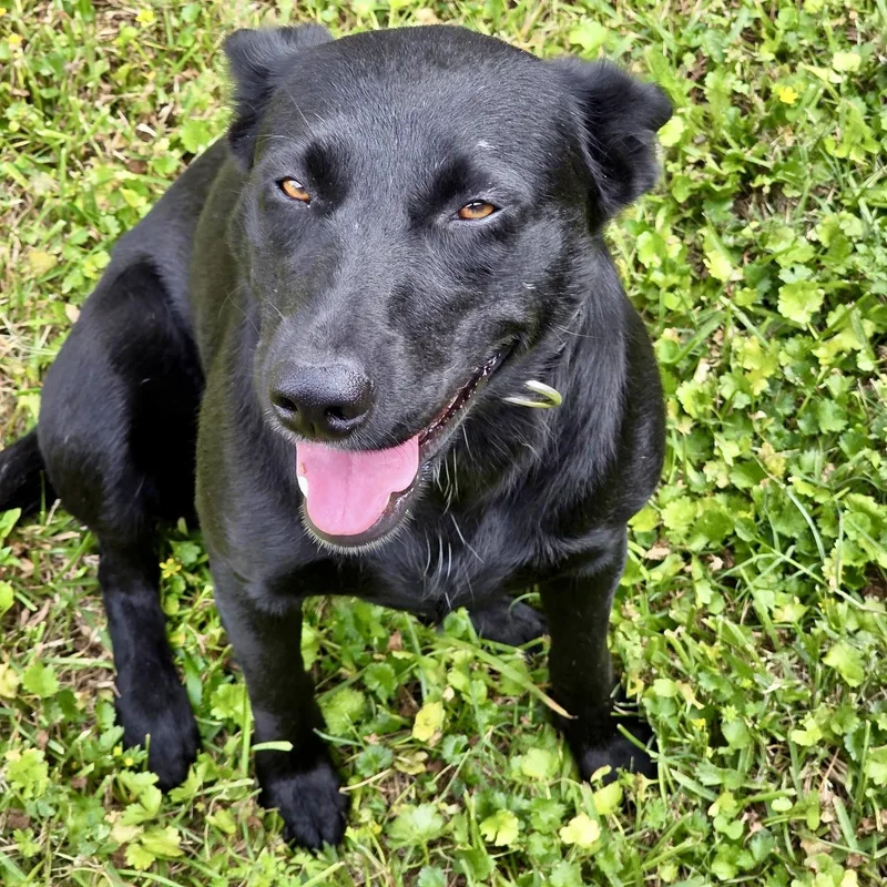A young medium-sized female Black Labrador Retriever dog named Beauty for adoption in Houston, TX