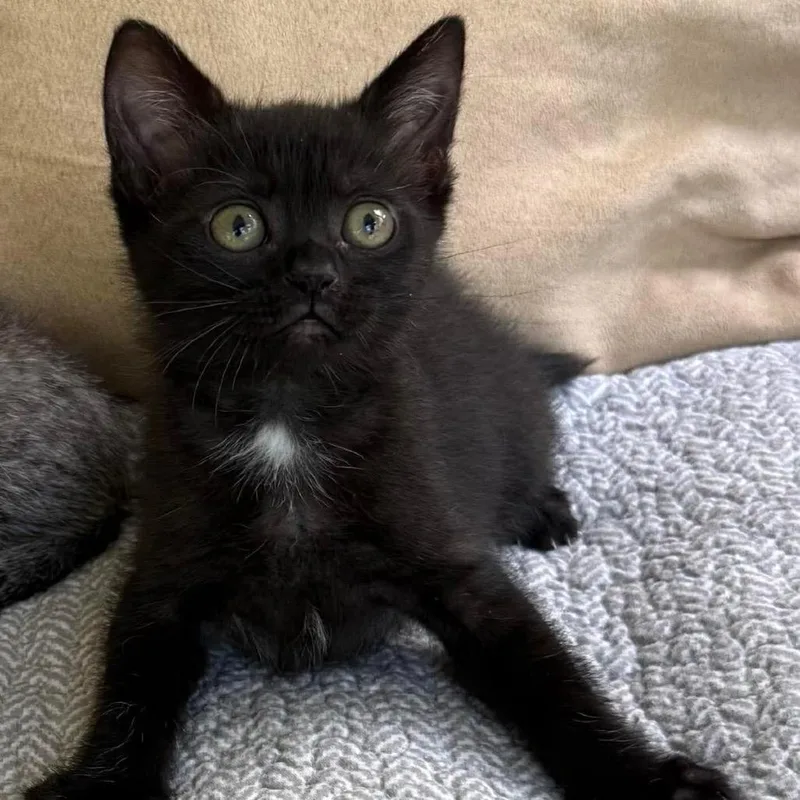 A baby small-sized female Black Domestic Short Hair cat named Mahjong for adoption in Williston, FL