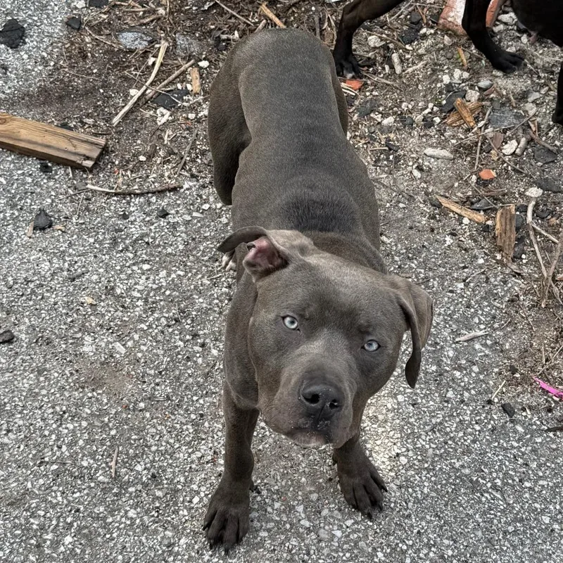 Dipper Pines thumbnail 2