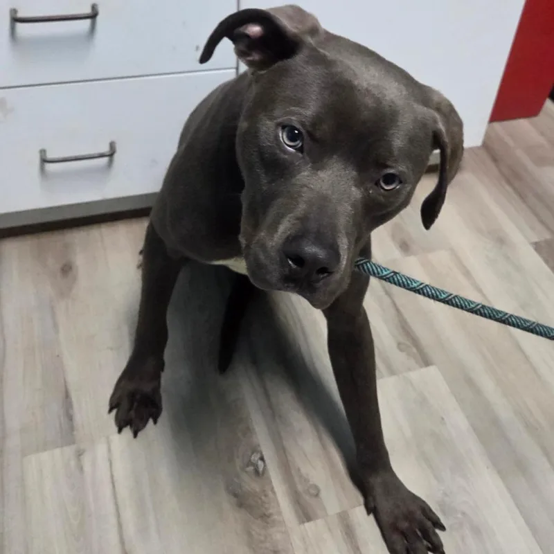 Dipper Pines thumbnail 3