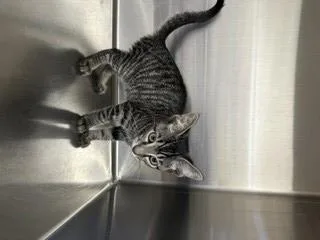 A baby small-sized female Domestic Short Hair cat named Rose for adoption in Norco, CA
