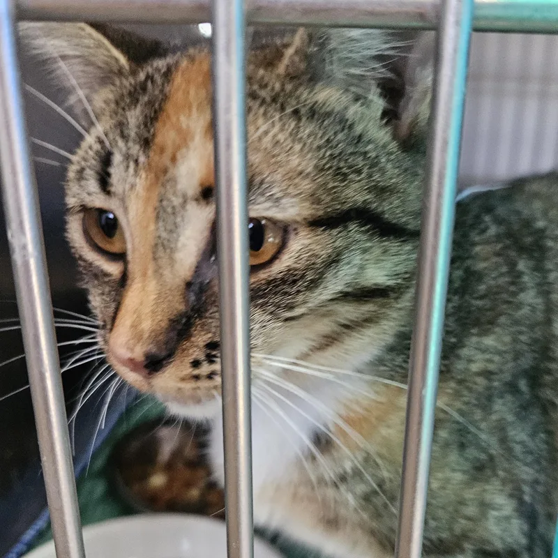 A baby medium-sized female Domestic Short Hair cat named Linda for adoption in The Dalles, OR