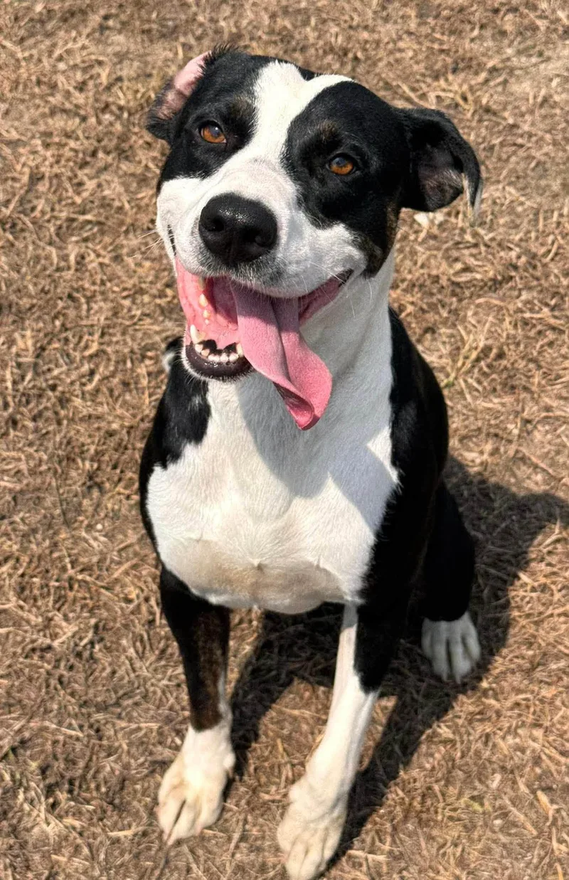A young medium-sized male Black Mixed Breed dog named Gordy for adoption in Chesterfield, SC