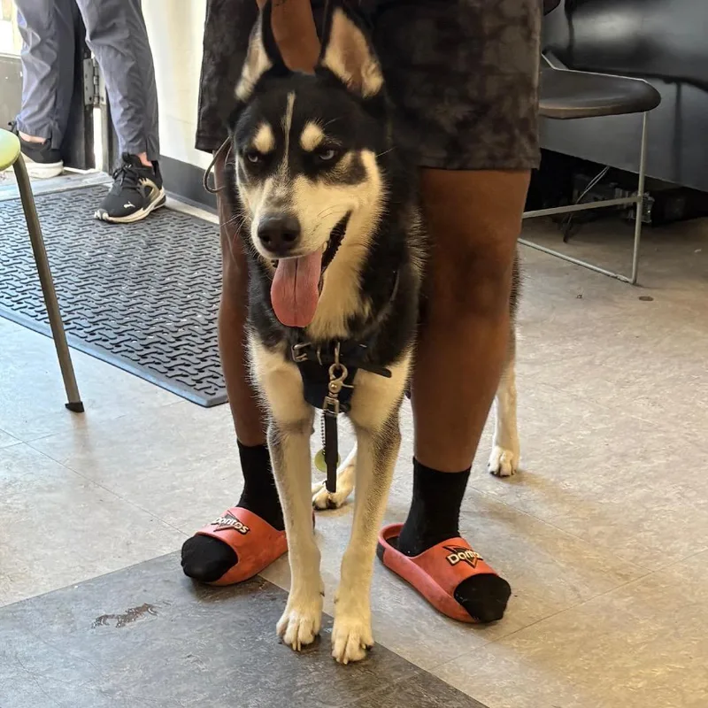An adult large-sized male Black Siberian Husky dog named Hassan for adoption in Philadelphia, PA