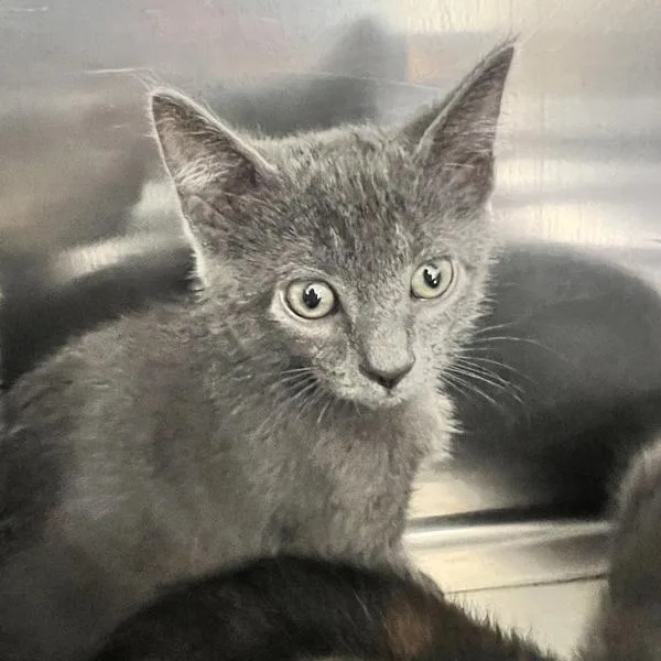 A baby small-sized male Domestic Short Hair cat named Apollo for adoption in Sioux City, IA
