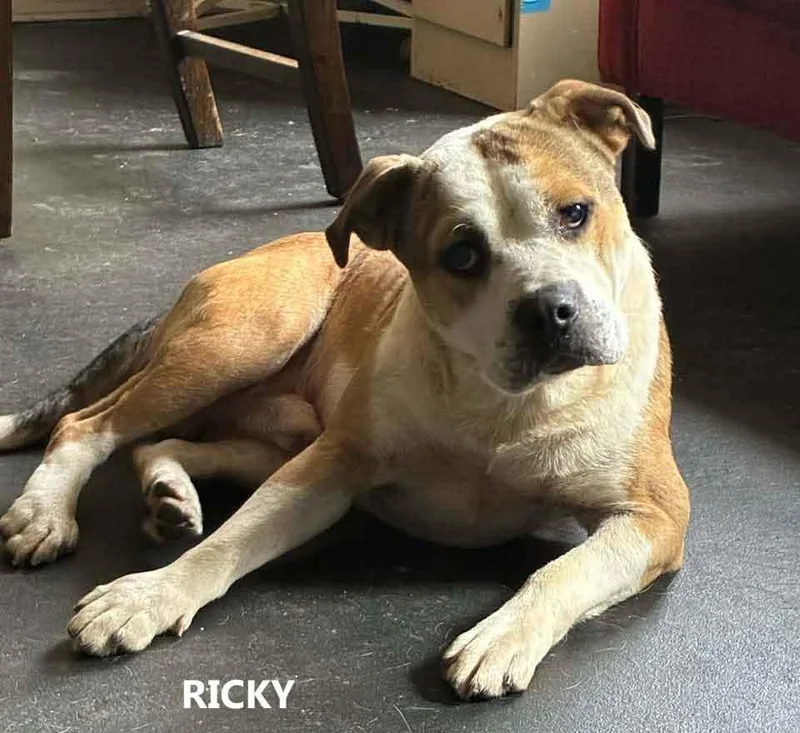 An adult medium-sized male White / Cream Bulldog dog named Ricky for adoption in Washington, GA