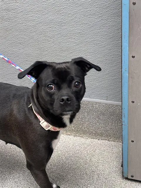 A young small-sized female Pug dog named Rain for adoption in Las Vegas, NV