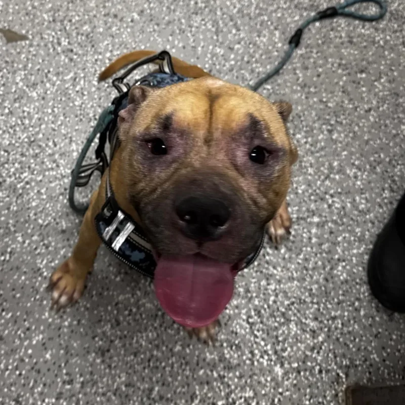 An adult medium-sized male Brown / Chocolate American Bully dog named Zuko for adoption in Henderson, NV