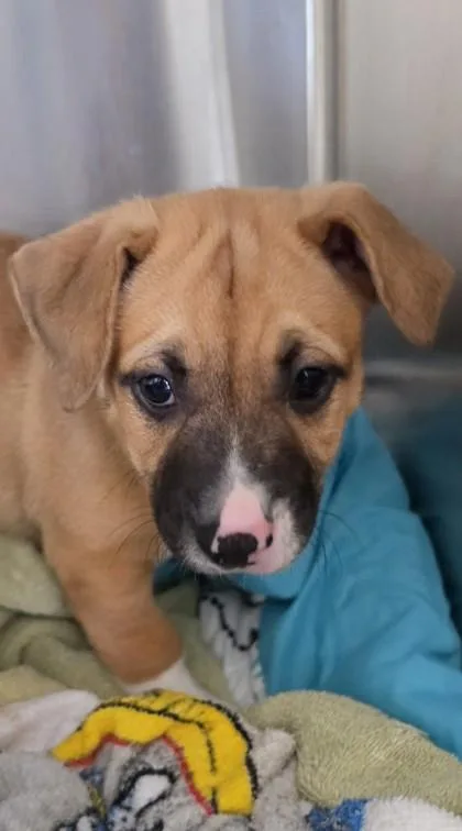 A baby small-sized male Terrier dog named Nolen for adoption in Honolulu, HI