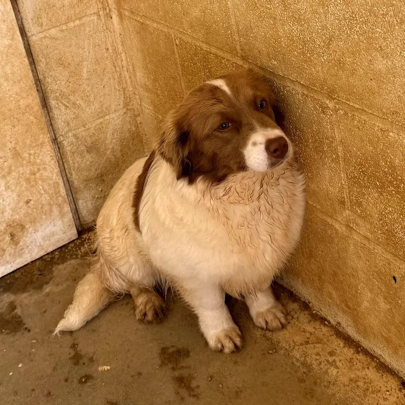 A young medium-sized female Apricot / Beige Mixed Breed dog named Talluah for adoption in LOXAHATCHEE, FL