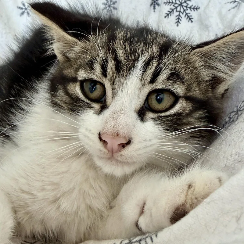 A baby small-sized male Brown / Chocolate Domestic Short Hair cat named Bakersfield for adoption in Oakland, CA