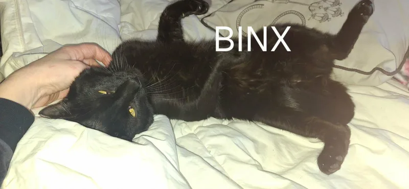 A young medium-sized male Domestic Short Hair cat named Binx for adoption in Canton, CT
