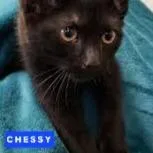 Hazel & Chessy thumbnail 2