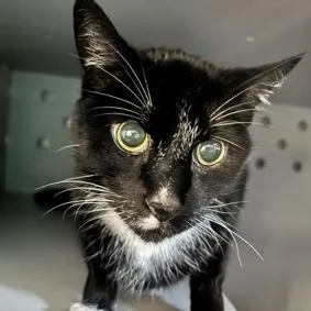 A senior small-sized male Black Domestic Short Hair cat named Garfield for adoption in New York, NY