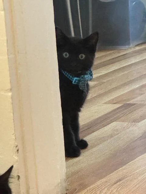A baby medium-sized male Domestic Short Hair cat named Jp for adoption in Pawtucket, RI
