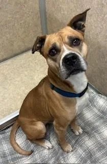 An adult large-sized male Yellow / Tan / Blond / Fawn Pit Bull Terrier dog named Max for adoption in Willmar, MN