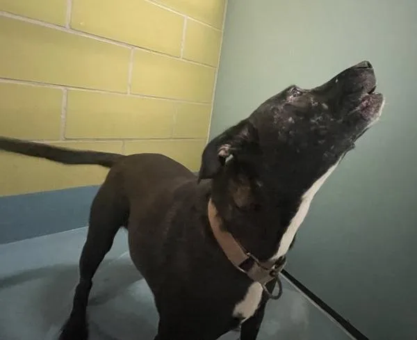 An adult medium-sized female Mixed Breed dog named Tikki for adoption in Ridgewood, NY