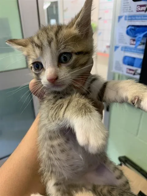 A baby small-sized male Domestic Short Hair cat named Maynaise for adoption in Grand Prairie, TX
