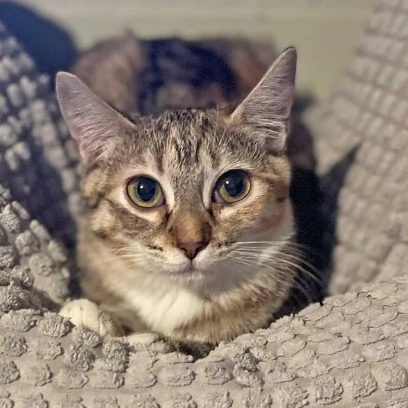 Calamarata thumbnail 2