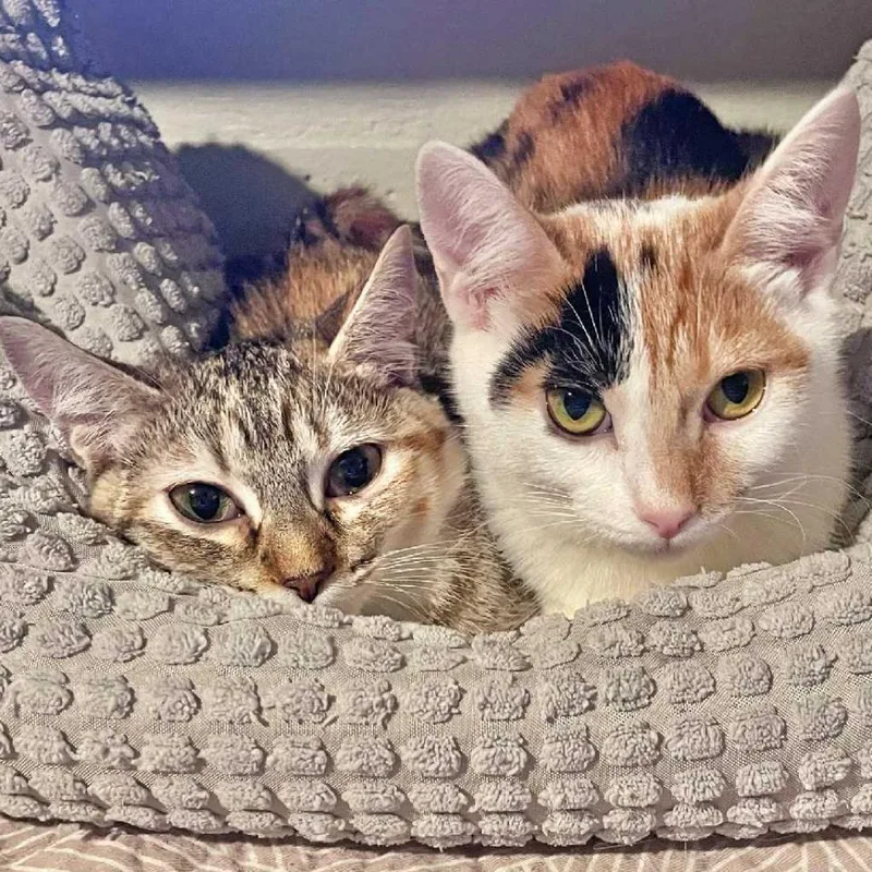 Calamarata thumbnail 3