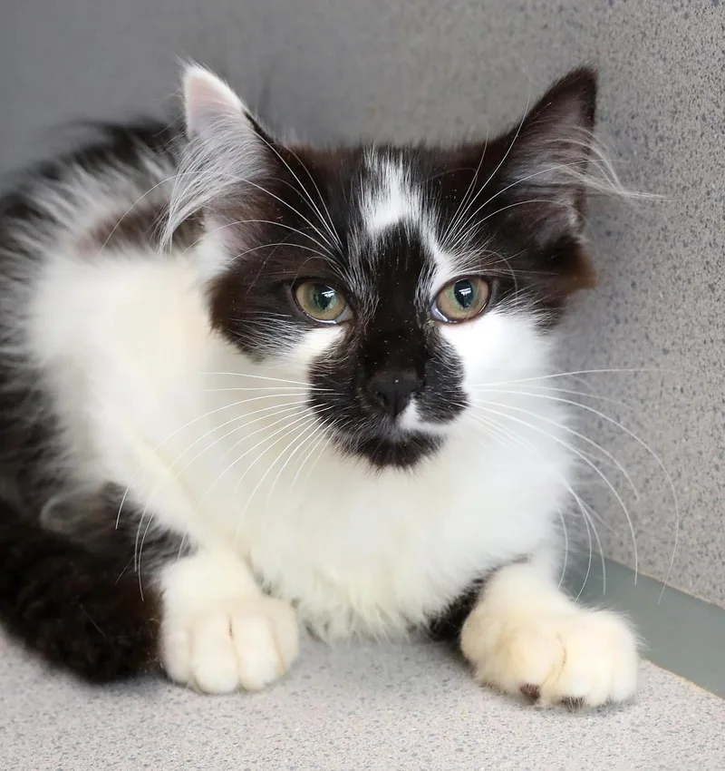 A baby large-sized male Black & White / Tuxedo Domestic Long Hair cat named Hendricks for adoption in Lambertville, NJ